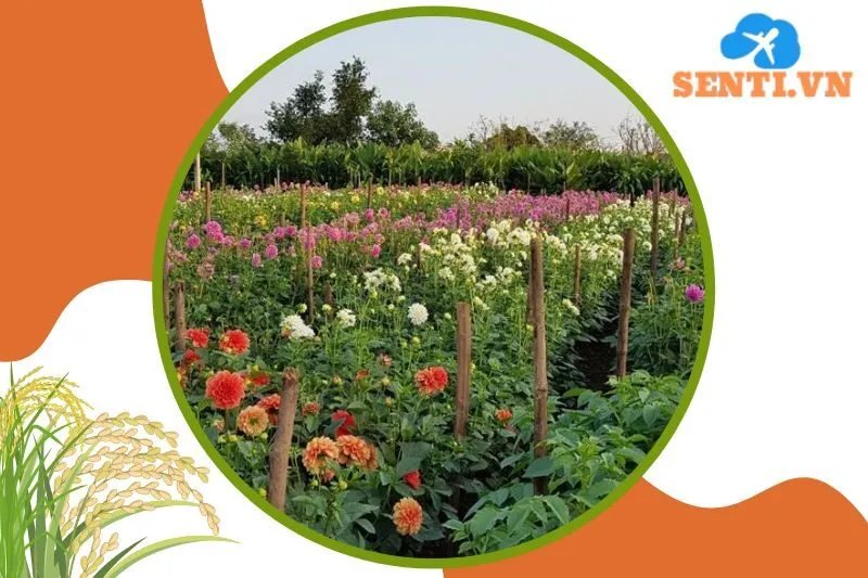 Làng vườn Bách Thuận