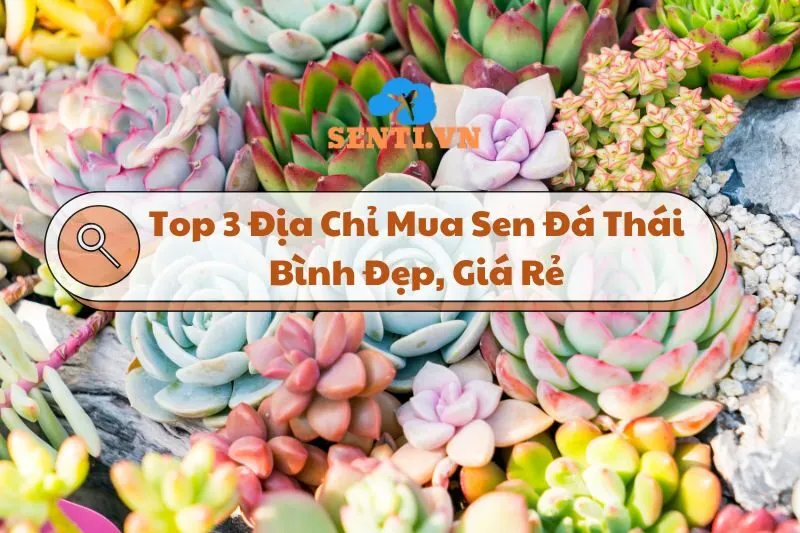 Top 3 Địa Chỉ Mua Sen Đá Thái Bình: Đẹp, Giá Rẻ, Chất Lượng 2025