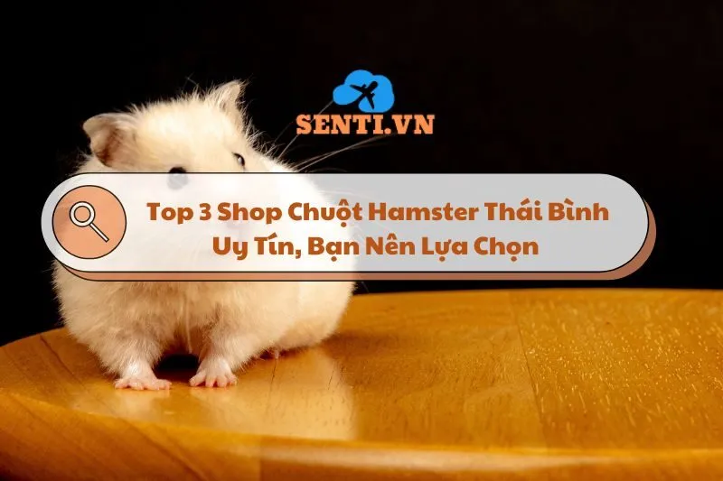 Top 3 Shop Chuột Hamster Thái Bình Uy Tín, Bạn Nên Lựa Chọn Năm 2025