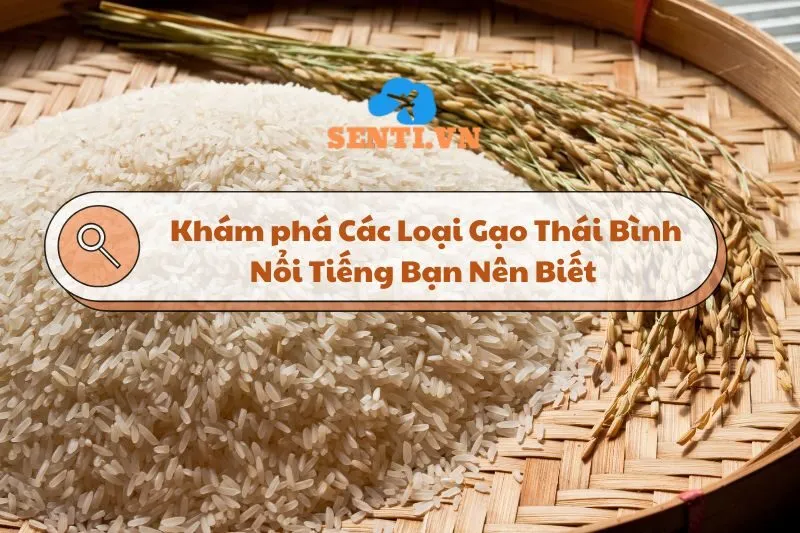 Khám phá Các Loại Gạo Thái Bình Nổi Tiếng Bạn Nên Biết 2025
