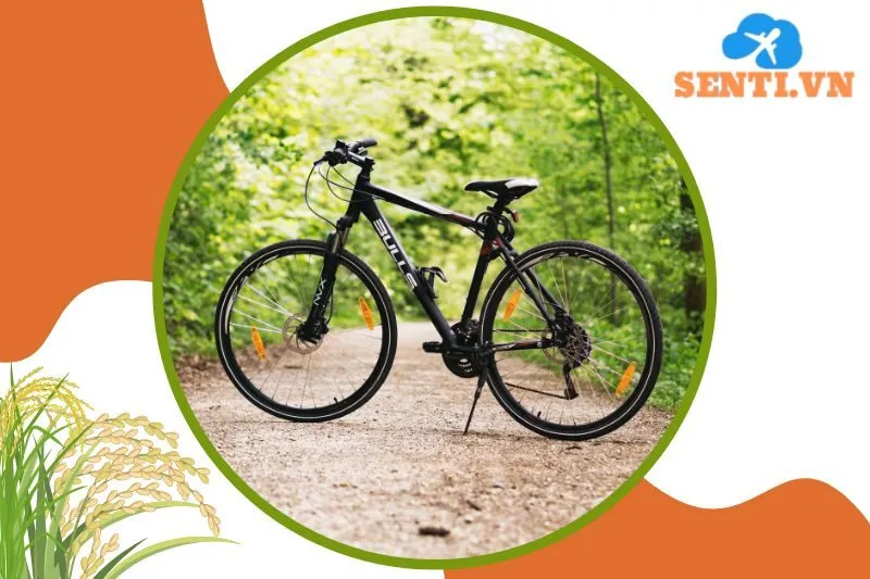 Xe đạp Cao Cấp Thái Bình