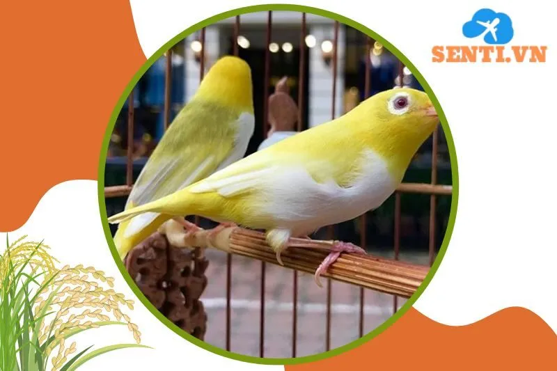 Chim Cảnh Mạnh Đức