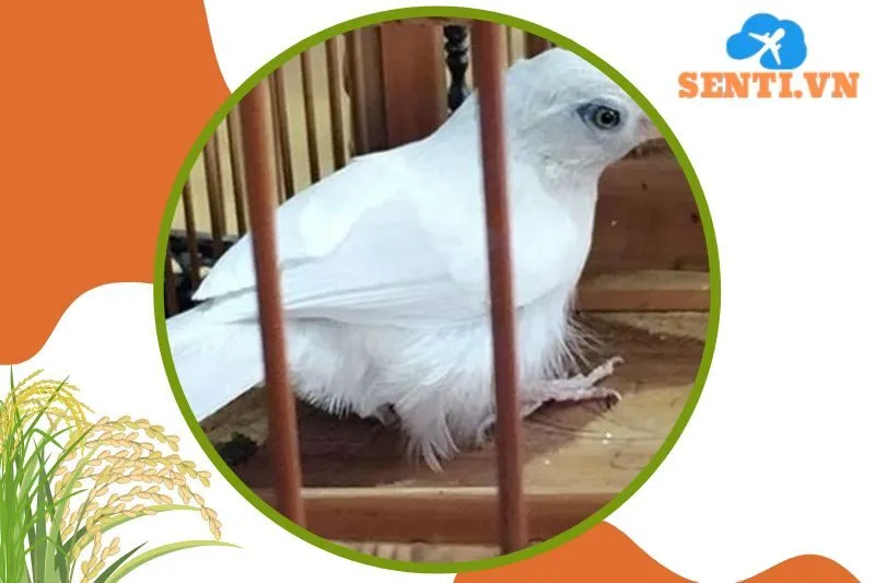 Chim Cảnh – Ông Đậm