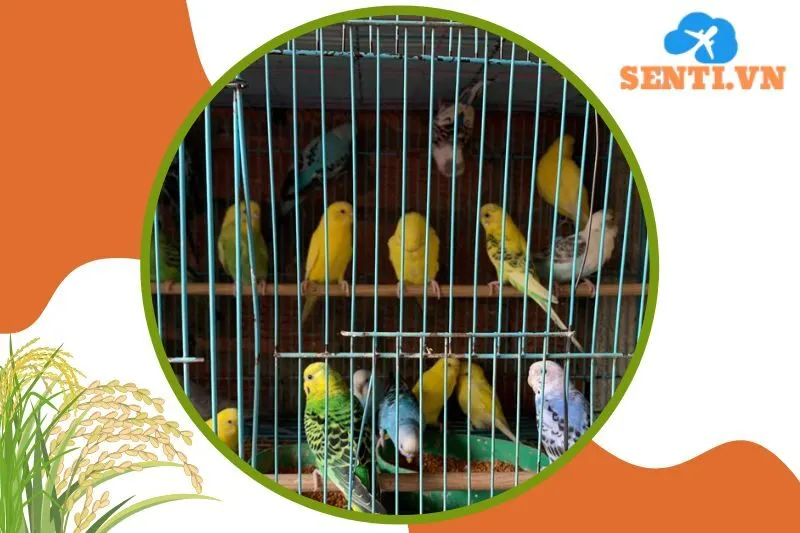 Cửa Hàng Chim Cảnh Thành Thủy