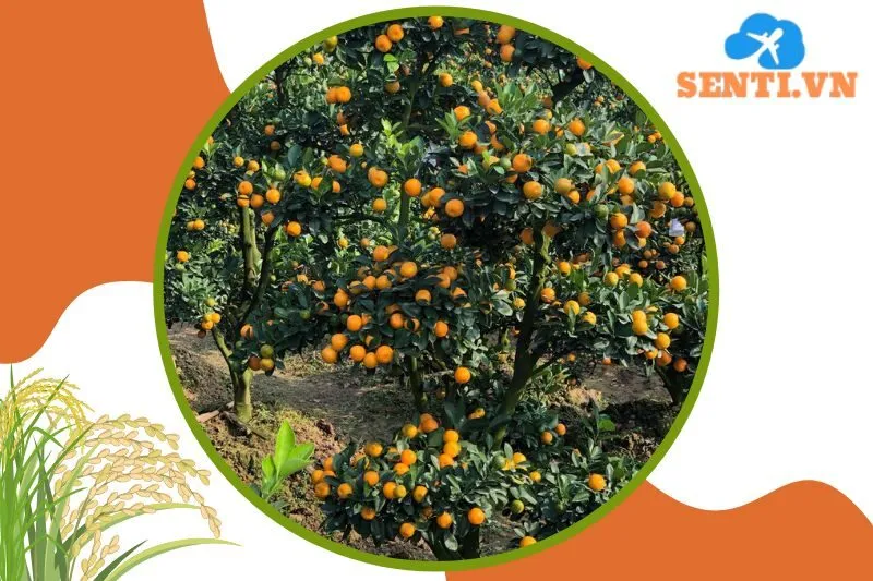 Nhà vườn Thế Phong Thái Bình