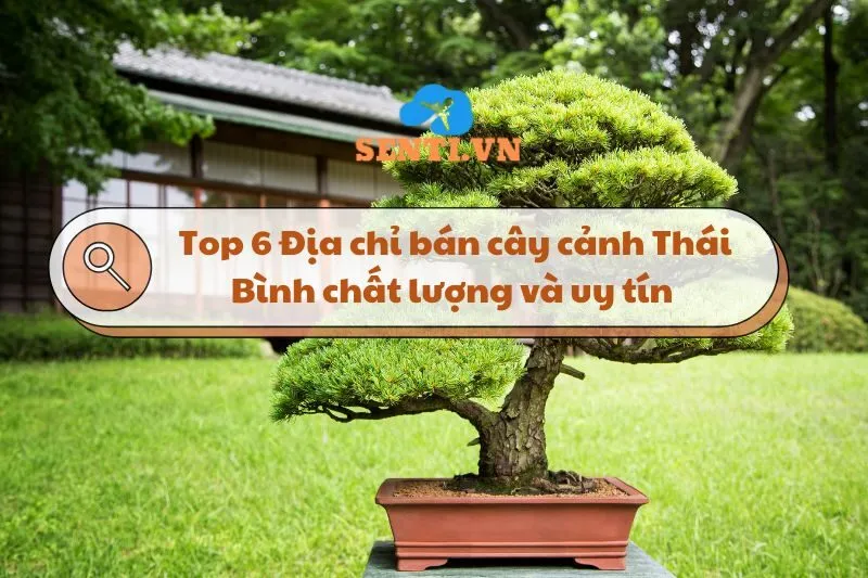 Top 6 Địa chỉ bán cây cảnh Thái Bình chất lượng và uy tín 2025